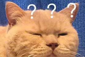 冬奥会宣传片再上热搜，超1亿网友：大圣一开口，我的DNA就动了图片