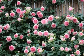 用食醋浇月季花，简单实用，花开满枝图片