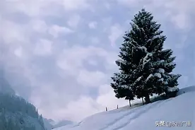 陶铸说：“要做松树那样的共产党人。”图片