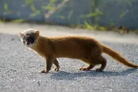 农村老家坟上有黄鼠狼出现，好事还是坏事？能不能打？看完明白图片