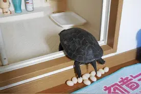 龟妈妈“剖腹产”，你见过吗？图片