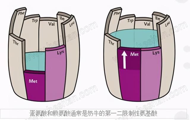 奶牛氨基酸平衡日粮——增加单产VS降低成本