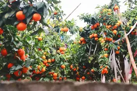 这个季节，来尝尝贵港这些甜到心尖的沃柑吧！图片