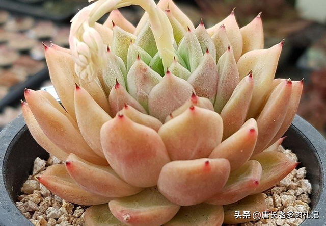 多肉拉霍亚——带爪的东云,堪称爪系基因与东云系基因的完美结合