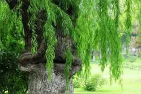 莫昆斯克发现4000多年的食人柳(100米内勿靠近)图片