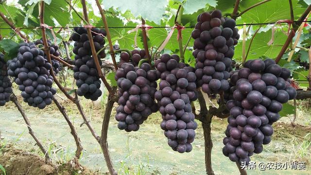 葡萄大小粒，产量品质双降低！7种诱发原因、8种防治方法记心底