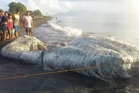 无头海狮？6米的长毛尸体？盘点过去十年被冲上海滩的奇怪生物图片