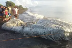 无头海狮？6米的长毛尸体？盘点过去十年被冲上海滩的奇怪生物图片