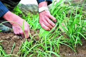 开春后“头茬”韭菜能不能吃？韭菜不能吃“第一刀”，是啥原因？图片