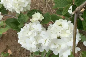 买花需谨慎，小心“交学费”，有些可以买，买花要学着聪明点图片