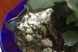 盆土返碱不用愁，掌握三个方面帮您解忧愁图片