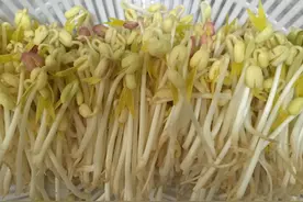 教你自发豆芽，学会4个技巧，4天就发好，绿色健康无添加，味鲜美图片