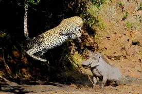 非洲豹偷袭疣猪，疣猪扭头的一个举动，吓得非洲豹扭头就跑图片