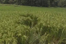 国外泛滥成灾，如今农村也难防，专门糟蹋庄稼，该咋办？图片