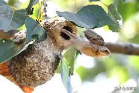 北京昌平温榆河畔，中华攀雀亲鸟辛勤捕食喂养幼鸟图片