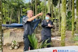侵占土地种槟榔11年，被执行人拒不履行生效判决义务，定安法院强制清场！图片