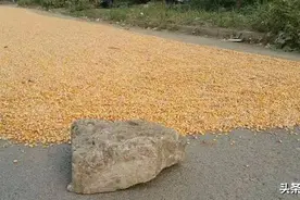 当场身亡！临沭在马路上晒粮的都看看......图片