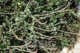 每日一草：土牛膝图片