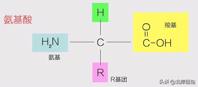 核糖体：揭开生物体内合成蛋白质的奥秘 2009年诺贝尔化学奖介绍