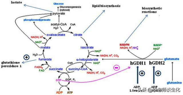氨基酸的脱氨与氨基酸氧化酶