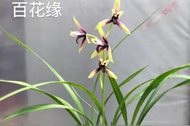 兰花的排行榜图片