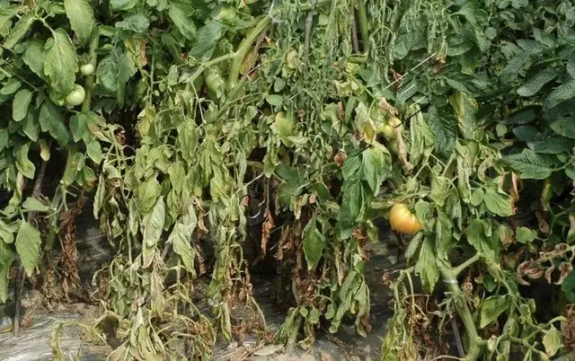 根部病害必须要灌根！但是这样灌根不仅没效果还有药害