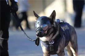 这6只狗狗挤不进警犬的门槛，各有各的原因，有你家毛孩子吗?图片