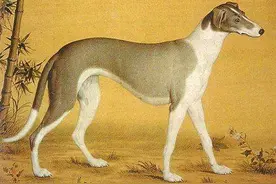 古老的狩猎犬种——《长安十二时辰》中的细犬图片