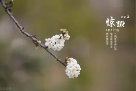 惊蛰时节，4种海鱼正当季，价格低廉味道鲜，内行都会买来尝鲜图片