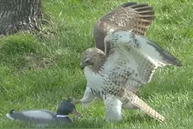 被挑衅的鸭子一动不动，发现不对劲后，老鹰忍不住要口吐芬芳了图片