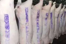 为什么猪肉有的盖红章，有的盖蓝章？终于知道答案了图片