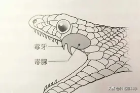 海关截获4米大蛇！约有成人手臂粗，现场不断喷射毒液，毒性极大图片