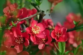 这八首海棠花的诗词，写出三月美好春光图片