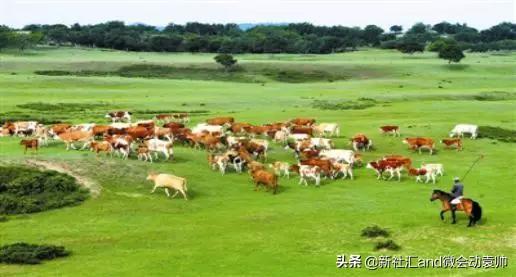 牛票讯息：70年破茧蝶变，通辽以现代农牧业构筑内蒙“粮仓肉库”