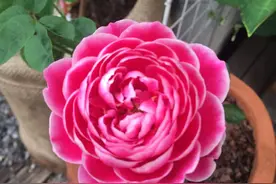 五月花，红五月图片