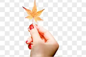 《一枚叶子》图片