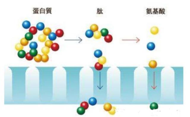 完美胶原蛋白肽的功效与作用 2026年完美胶原蛋白肽效果怎么样