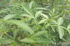 你吃过花椒，但你吃过花椒叶吗，煮水妙用多，好多人还不知道图片