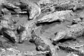 1945年兰里岛战役，杀人鳄活吞一千日军，这是真的吗？图片