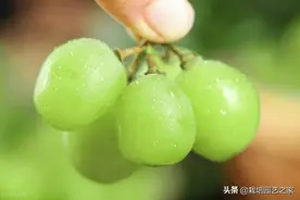 日本：阳光玫瑰第一次无核处理视频教程（已翻译）图片