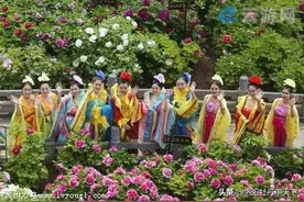 洛阳牡丹甲天下！图片