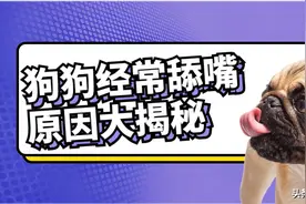 深度分析：狗狗经常舔嘴原因大揭秘，作为主人的你知道多少？图片