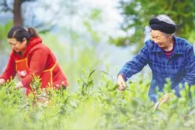 资讯 | 重庆出台6个方面22条助农增收措施  条条干货实打实 鼓起农民钱袋子图片
