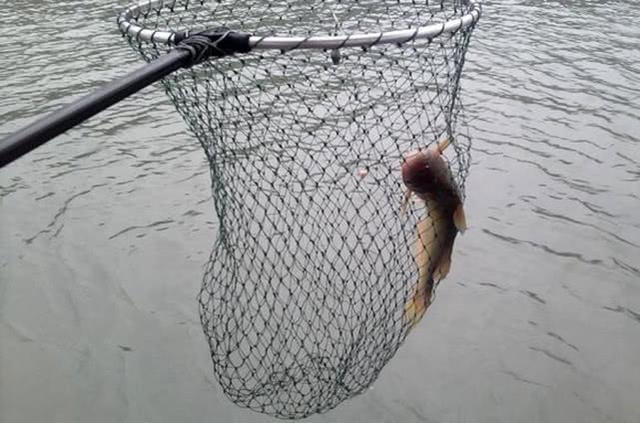 火腿肠也能钓鱼吗？用白酒、红糖、氨基酸水泡制后，有效果