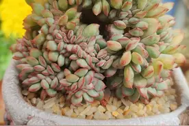 多肉的扦插繁殖，做好这几点，多肉生根快，秋天即可做移栽图片