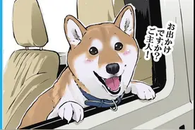 漫画：日本网友记录自家柴犬打狂犬疫苗的过程，柴柴从开心到无助图片