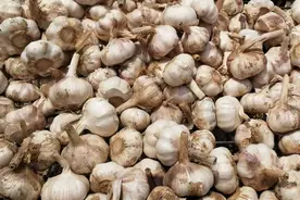 亩产2500斤大蒜却亏了一千元，种植户：早知道不种那么多了图片