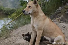 农村的土狗为何深更半夜常朝一个方向叫，看到了“啥”？答案来了图片