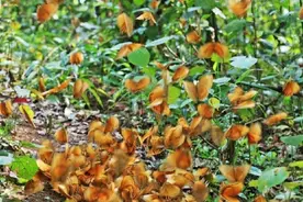 云南1.5亿只蝴蝶爆发，1.5亿怎么算出来，蝴蝶爆发和地震有关吗？图片