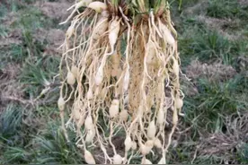 悬崖下，1种植物以往叫它“麦冬”，根茎椭圆形，珍贵、价值也高图片
